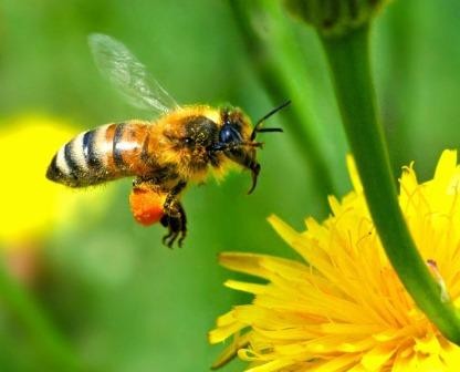 «Ментальная карта» помогает пчелам искать дорогу