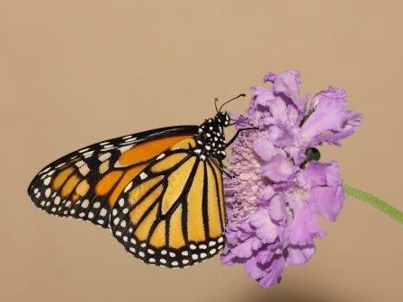 Миграции помогают бабочкам-монархам бороться с инфекцией