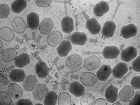 Модифицированные вирусы заставят бактерий убивать самих себя
