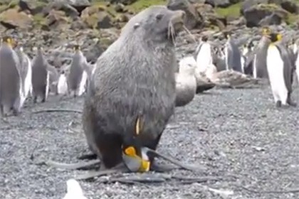 Морские котики насилуют пингвинов у побережья антарктиды. видео