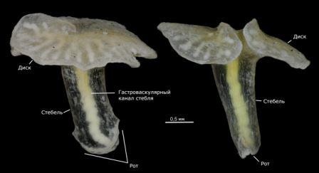Морское животное дендрограмма оказалось сифонофором