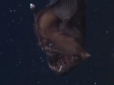 Морского чёрта впервые удалось заснять в естественных условиях. видео