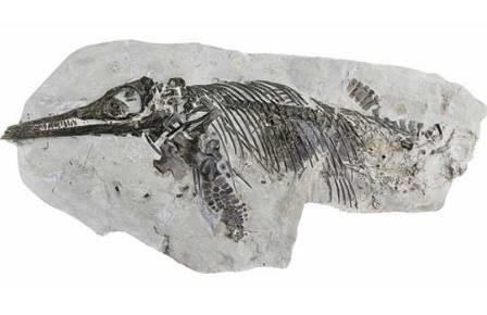 Музейный экспонат оказался новым видом ихтиозавров