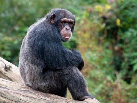 Мышлению обезьян свойственны человеческие черты