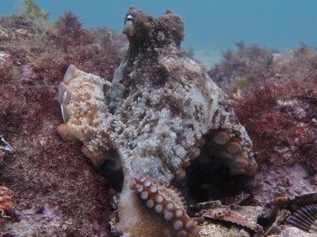 На дне океана найдено второе коллективное поселение мрачных осьминогов