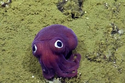 На дне океана обнаружили фиолетового кальмара-коротышку