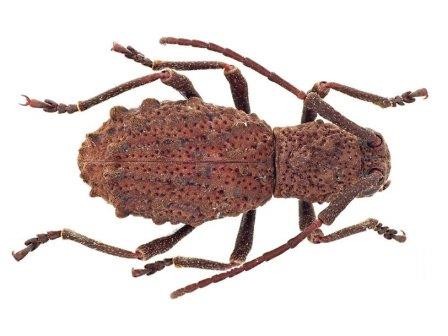 На калимантане найден живородящий вид жука-усача