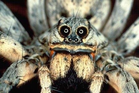 На севере аргентины нашли три новых вида тарантулов