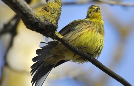 На своем, на птичьем: почему животные «говорят» на разных диалектах