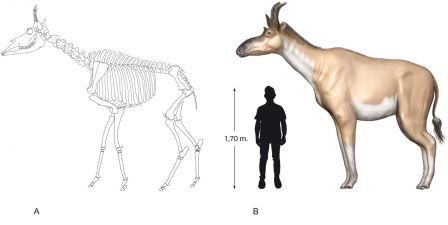 Найден древний родич жирафов с самой длинной историей