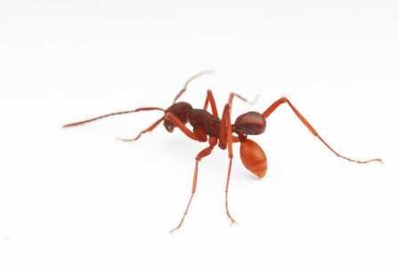 Найден новый вид жуков, которые цепляются к муравьям и ездят на них