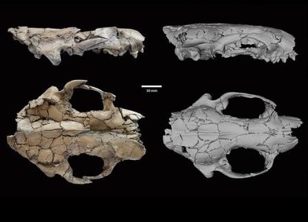 Найдены останки доисторической выдры размером с волка