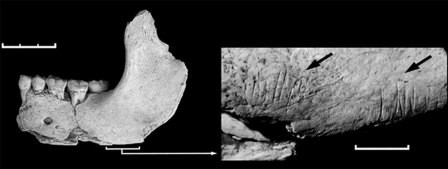 Неандертальцы-каннибалы съели неандертальцев-веганов?