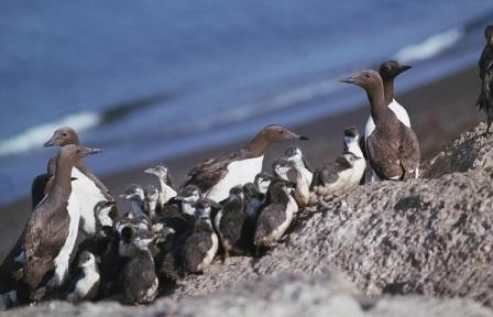 Неустойчивая погода довела южных птиц до арктики и ударила по популяции северных пернатых