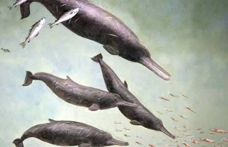 Нового ископаемого кита назвали в честь героя лавкрафта