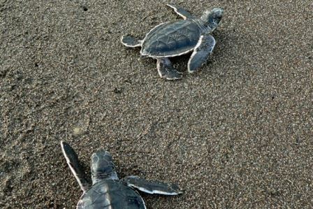 Новорожденные морские черепашки помогают друг другу