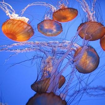 Новый солнцезащитный крем защищает от медуз