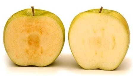 Новый сорт гмо-яблок не темнеет на срезе