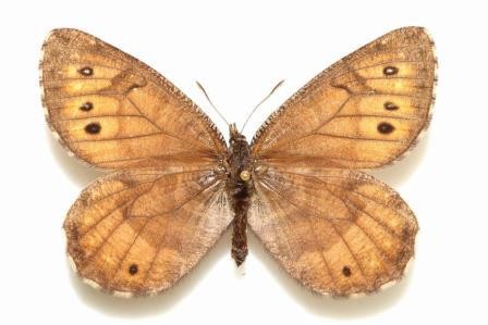 Новый вид арктической бабочки обнаружил американский ученый-лепидоптеролог