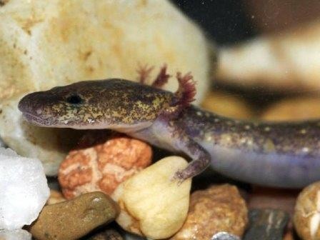 Новый вид саламандр считали личинкой