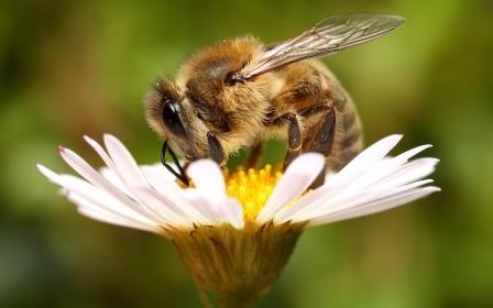 О чём «кричат» бразильские пчёлы