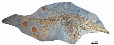 Обнаружен самый крупный скелет беременного ихтиозавра