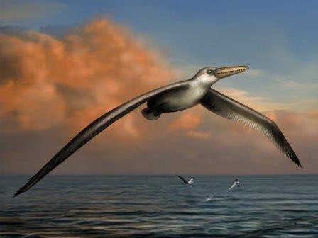 Обнаружена крупнейшая в истории летающая птица