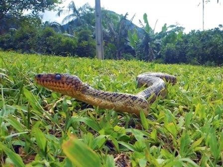 Одна из самых редких в мире змей попала в руки ученых