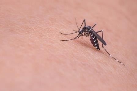 Опасным комарам помогли ддт и урбанизация