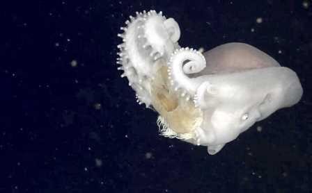 Осьминоги используют жалящих медуз в качестве оружия