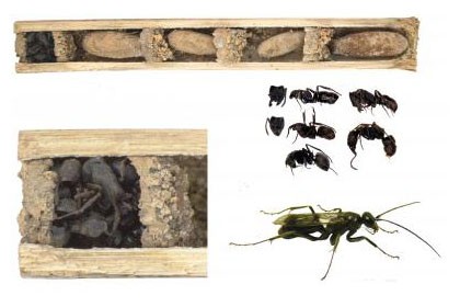 Оссуарные осы защищаются трупами муравьёв