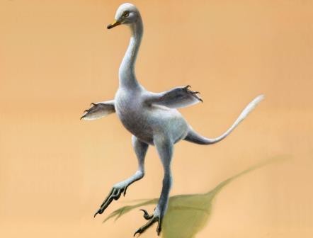 Открыт новый вид птицеподобного динозавра
