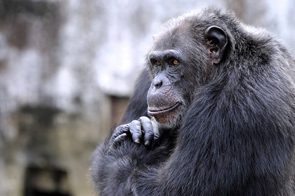 Отличие человека от обезьяны определено на генетическом уровне