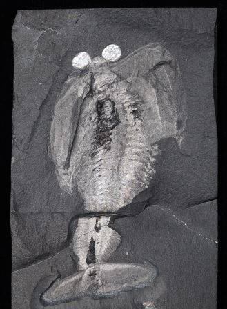 Палеонтолог выяснил, как первые членистоногие обзавелись головой