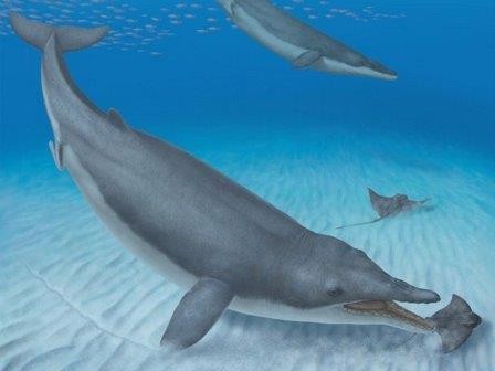 Палеонтологи нашли недостающее звено эволюции усатых китов