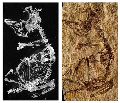 Палеонтологи нашли останки птенца одной из первых птиц на земле