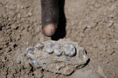 Палеонтологи нашли в эфиопии «соседку» знаменитой «люси»