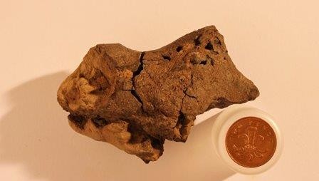 Палеонтологи впервые откопали окаменелый мозг динозавра