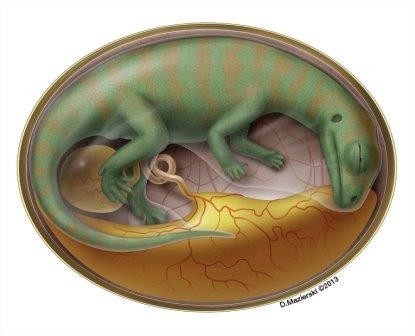 Палеонтологи выяснили, как быстро динозавры вылуплялись из яйца