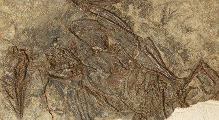 Палеонтологи выяснили, когда первые птицы научились летать