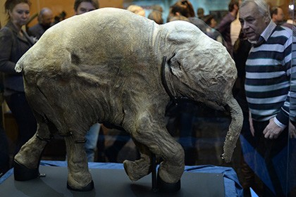 Палеонтологи выяснили причину смерти мамонтят