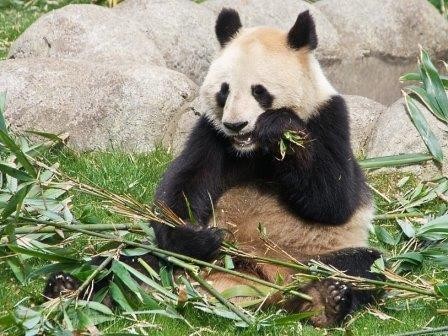 Панды плохо приспособлены для питания бамбуком