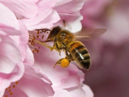 Пчел стали использовать в борьбе с грибами