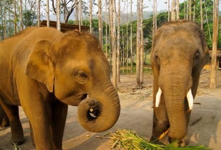 Пчел в таиланде научили охранять поля от слонов