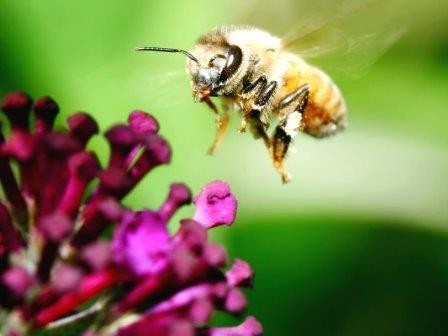 Пчелы штата нью-йорк покажут путь к спасению сородичей