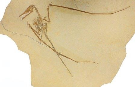Первый копролит птерозавра озадачил палеонтологов