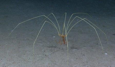 Пищеварительная система морских пауков помогает кровеносной