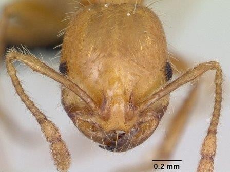 По днк восстановили историю захвата мира в xvi веке одним из видов муравьев