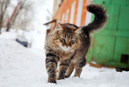 Почему кошки гуляют сами по себе