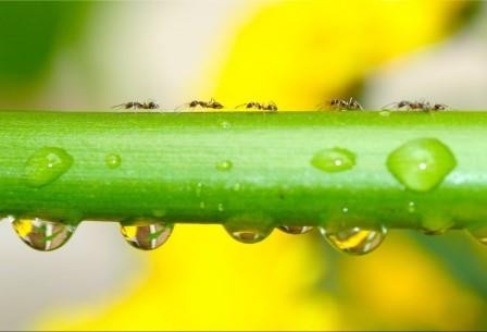 Почему муравьи так быстро бегают